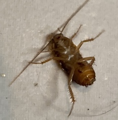 Blattoidae