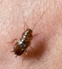 Blattoidae