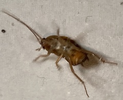Blattoidae