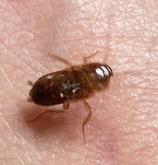 Blattoidae