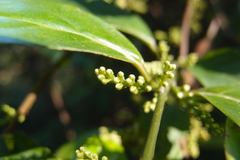 Maesa perlaria formosana