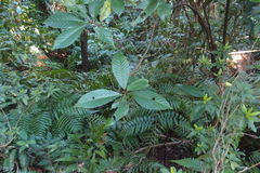 Saurauia tristyla