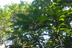 Saurauia tristyla