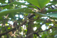 Saurauia tristyla