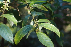 Maesa perlaria formosana