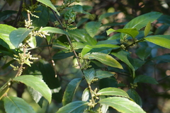 Maesa perlaria formosana