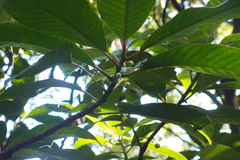 Saurauia tristyla