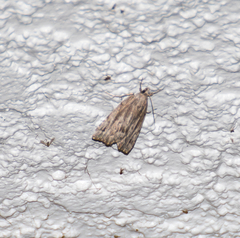 Cutina albopunctella