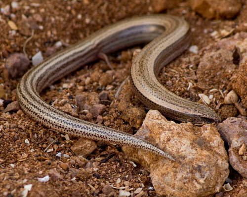 Luscengola comune
