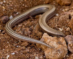 Italian Three-Toed Skink photo 5
