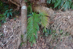 Blechnum orientale