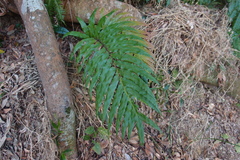Blechnum orientale