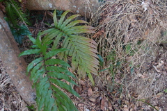 Blechnum orientale