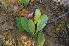Ficus sarmentosa henryi