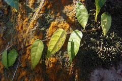 Ficus sarmentosa henryi