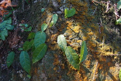 Ficus sarmentosa henryi