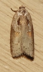 Acleris maculidorsana