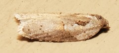 Acleris maculidorsana
