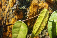 Ficus sarmentosa henryi