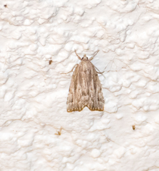 Cutina albopunctella