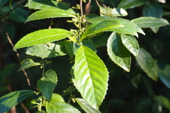 Maesa perlaria formosana