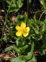 Caltha sibirica
