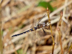 Helocordulia selysii