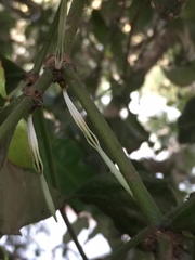 Helicanthes elastica