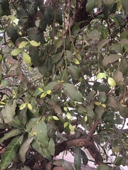 Helicanthes elastica