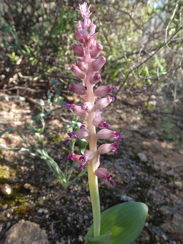 Image of Lachenalia carnosa by no rights reserved