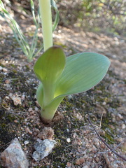 Lachenalia carnosa