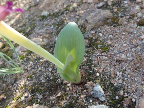 Image of Flesh Viooltjie (Lachenalia carnosa) by no rights reserved