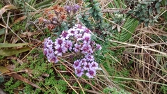 Linochilus phylicoides