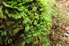 Hymenophyton