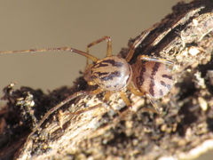 Scytodes velutina