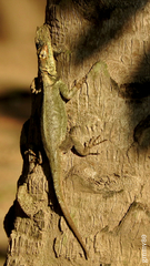 Tropidurus spinulosus