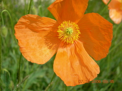Papaver oreophilum