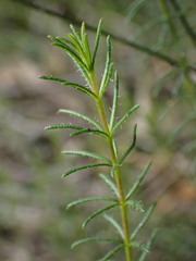 Tetratheca neglecta