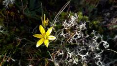 Gagea nevadensis