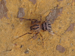 Scytodes velutina
