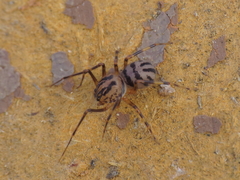Scytodes velutina