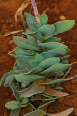 Crassula perfoliata