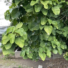 Hernandia nymphaeifolia