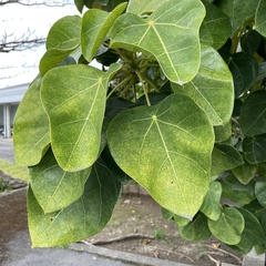 Hernandia nymphaeifolia