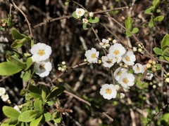 Spiraea prunifolia pseudoprunifolia
