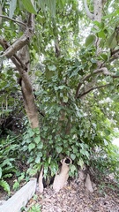 Hernandia nymphaeifolia