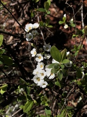 Spiraea prunifolia pseudoprunifolia