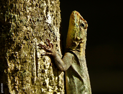 Tropidurus spinulosus