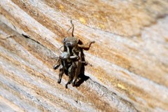 Paraidemona