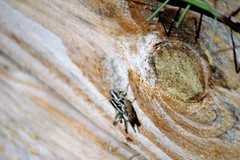 Paraidemona